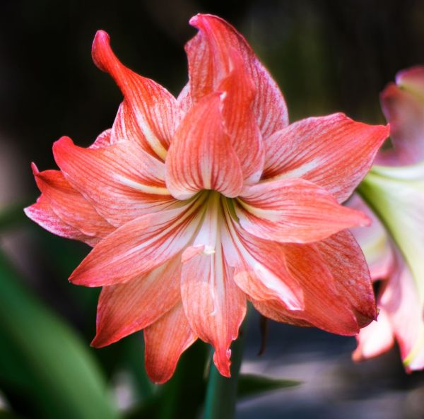 Amaryllis